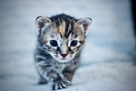 Litytle cute young cat. Home pets concept. Home pupil.の写真素材