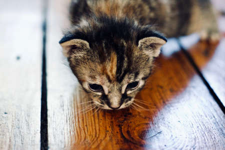 Litytle cute young cat. Home pets concept. Home pupil.の写真素材