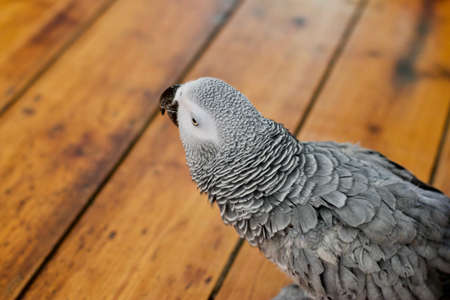 Beautiful african grey parrot at home.の写真素材