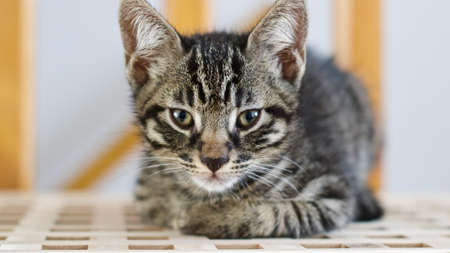 Beautiful small young cat. Home animal pet concept.の写真素材