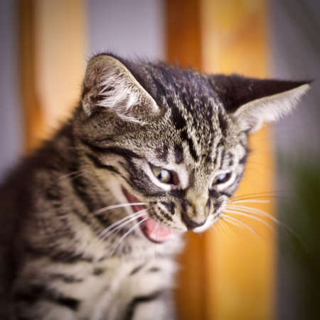 Beautiful small young cat. Home animal pet concept.の写真素材
