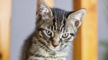 Beautiful small young cat. Home animal pet concept.の写真素材