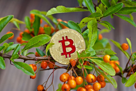 Cryptocurrency physical metal bitcoin coin on green tree with a orange fruits. Outdoor bitcoin...