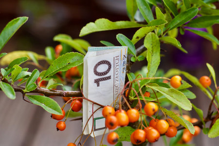 Polish currency - 10 pln. Outdoor nature money concept.