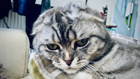Big grey scottish fold cat. Home pet concept.の写真素材