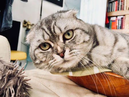 Big grey scottish fold cat. Home pet concept.の写真素材