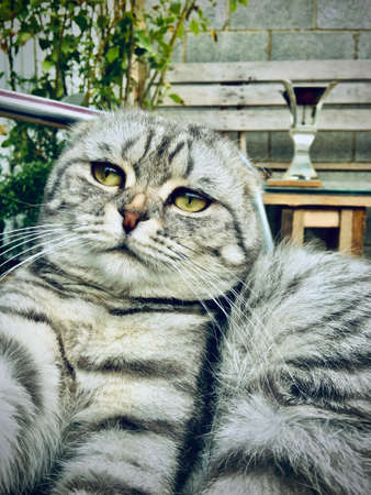 Big grey scottish fold cat. Home pet concept.の写真素材