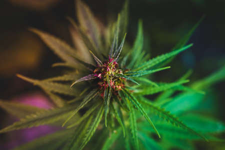 Marijuana wild plant in the garden. Outdoor growing. Natural CBD.の写真素材