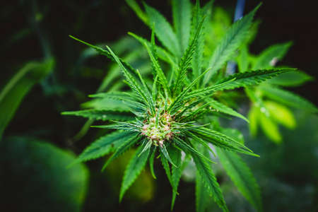 Marijuana wild plant in the garden. Outdoor growing. Natural CBD.の写真素材