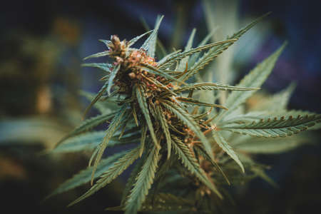 Marijuana wild plant in the garden. Outdoor growing. Natural CBD.の写真素材