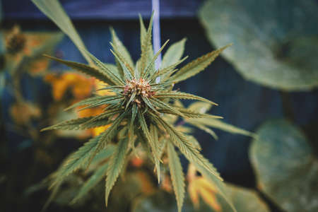 Marijuana wild plant in the garden. Outdoor growing. Natural CBD.の写真素材