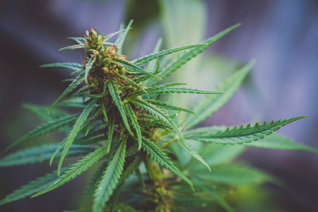 Marijuana wild plant in the garden. Outdoor growing. Natural CBD.の写真素材