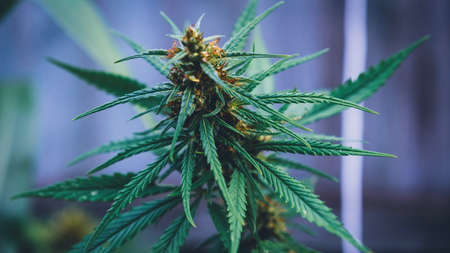 Marijuana wild plant in the garden. Outdoor growing. Natural CBD.の写真素材