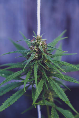 Marijuana wild plant in the garden. Outdoor growing. Natural CBD.の写真素材