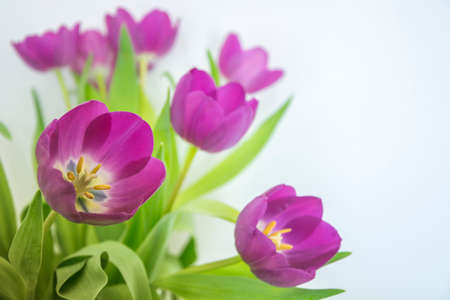 Purple tulips on white background. Indoor shot.の写真素材