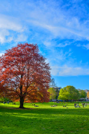 Red beech tree in park. Outdoor shot using natural light.の写真素材