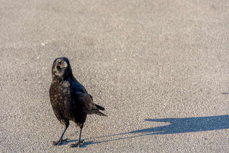Curious crow in Lausanne, Switserland. Outdoor shot using natural lightの写真素材