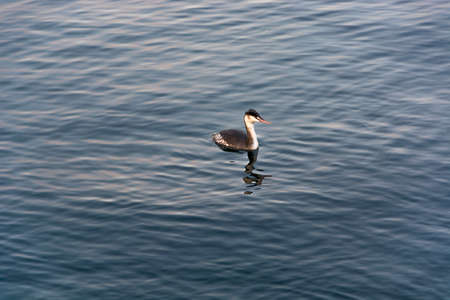 Grebe fresh water diving birdの写真素材