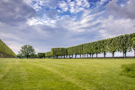 French palised trees on lawn in Bellevue, Franceの写真素材