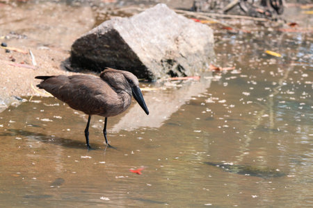 Bird drinking water at Hammerkop Kruger National Parkの写真素材
