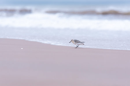 Sanderling sandpiper (Calidris alba) on the Martinique beach of the Magdalen Islands...