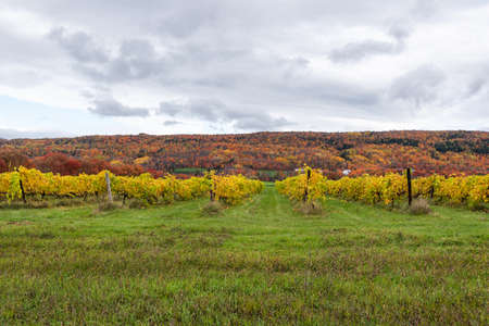 At the autumn, vine on the coast of Beaupre in Saint-Joachim (Quebec, Canada)の写真素材