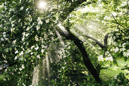 the suns rays and the rain forest