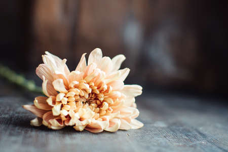 A beautiful peach blossom lies on the wooden surfaceの写真素材