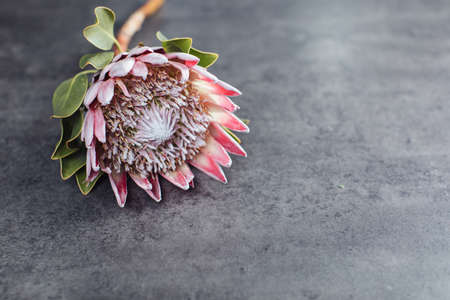 A beautiful Protea lies on a gray table. Flower deliveryの写真素材