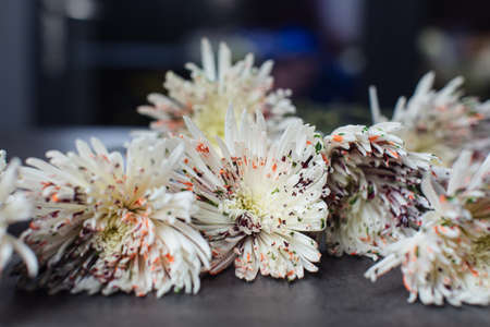 Beautiful bouquet of chrysanthemum Anastasia dyed. Flower deliveryの写真素材