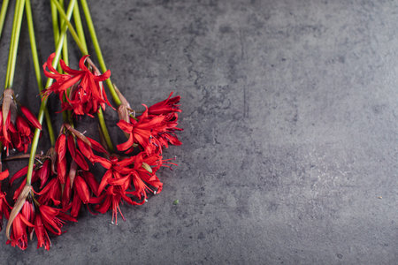 Beautiful bouquet of red nerine. Flower deliveryの写真素材