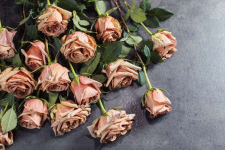 Close-up of orange and pink roses. A girl holding a rose. Flowersの写真素材