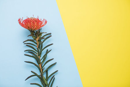 Beautiful leucospermum on multicolored paper backgrounds with copy space. Spring, summer, flowers,...