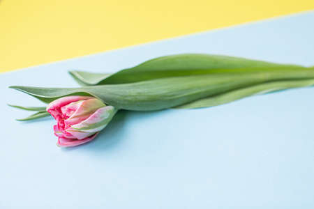 Beautiful pink tulips on multicolored paper backgrounds with copy space. Spring, summer, flowers, color concept, women's day.の写真素材