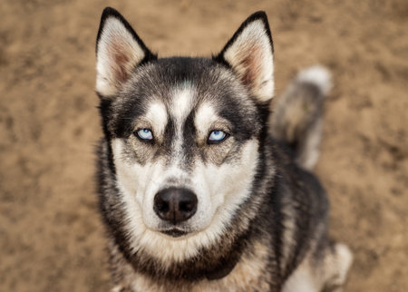 Beautiful husky dog with icy bright blue eyes looks up at the camera with a simple, minimalist,...