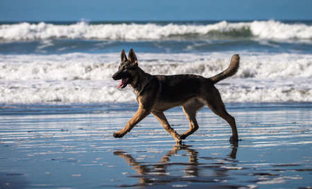 Happy German Shepherd dog running and playing on the beach in Californiaの写真素材
