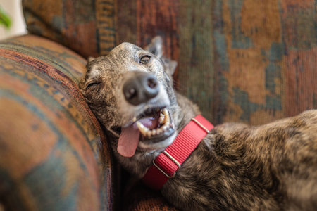 Cute rescued greyhound pet dog relaxing on the sofa of his new homeの写真素材