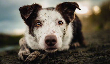 A brown and white Border Collie herding, covered in mudの写真素材
