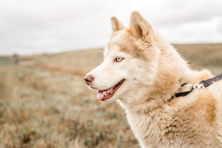 A cute, fluffy, red and brown husky malamute mix breed dog with beautiful blue eyes looks away from...