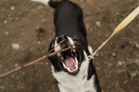 A cute, silly, black and white Border Collie puppy catches, chews on, and plays with a stick outsideの写真素材