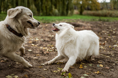 A cute, fluffy white Samoyed dog bares her teeth in playful aggression, while playing with a happy Golden Retriever dog in a dirt patch near a grassy field.の写真素材