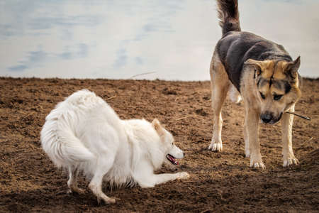 Happy samoyed dog plays with a friend at a dog parkの写真素材