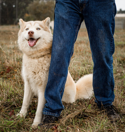 A cute, fluffy, red and brown husky malamute mix breed dog with beautiful blue eyes leans against a person's legs and smiles while looking at the cameraの写真素材