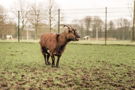 A domestic pet goat with horns stands in a field bleatingの写真素材