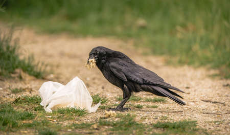 Raven scavenges in a plastic bag for foodの写真素材