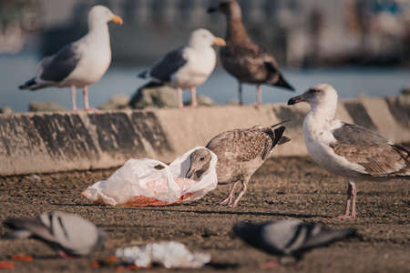 A hungry gull finds itself with a plastic bag around its neck when scavenging for food in human litter.の写真素材