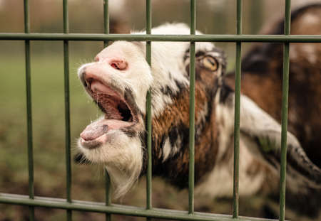 A goat sticks its nose through a fence, making a funny faceの写真素材