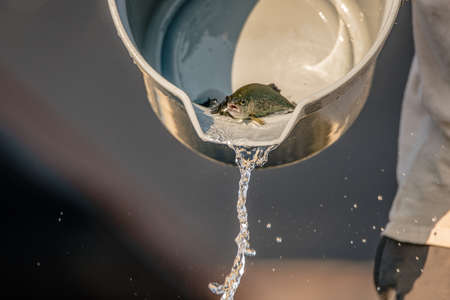 Young trout being poured into a growout tank at a fish hatcheryの写真素材