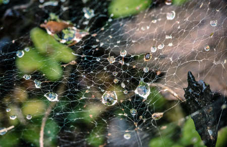 Water or dew droplets caught in a messy spider web in the gardenの写真素材