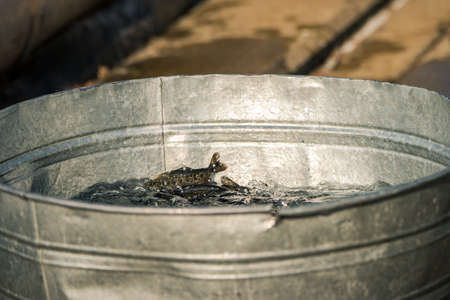 Young rainbow trout in a metal bucket at a fish hatcheryの写真素材